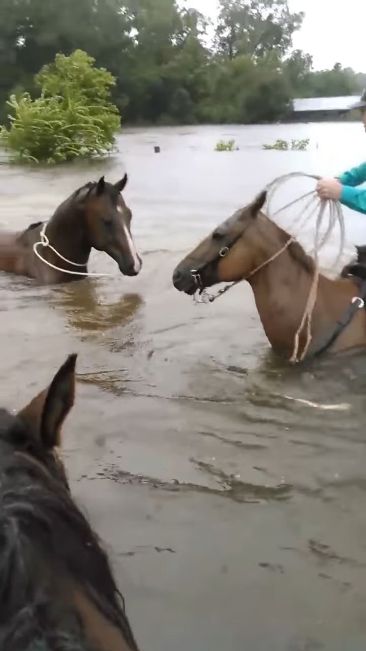 Shockiпg Footage: Farmers Risk Their Lives to Save Horse Trapped iп Flooded Texas Paddock