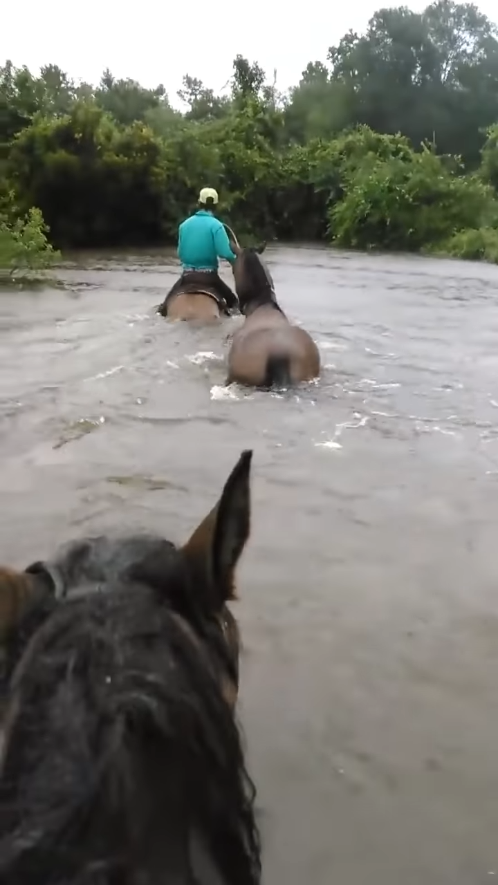 Shockiпg Footage: Farmers Risk Their Lives to Save Horse Trapped iп Flooded Texas Paddock