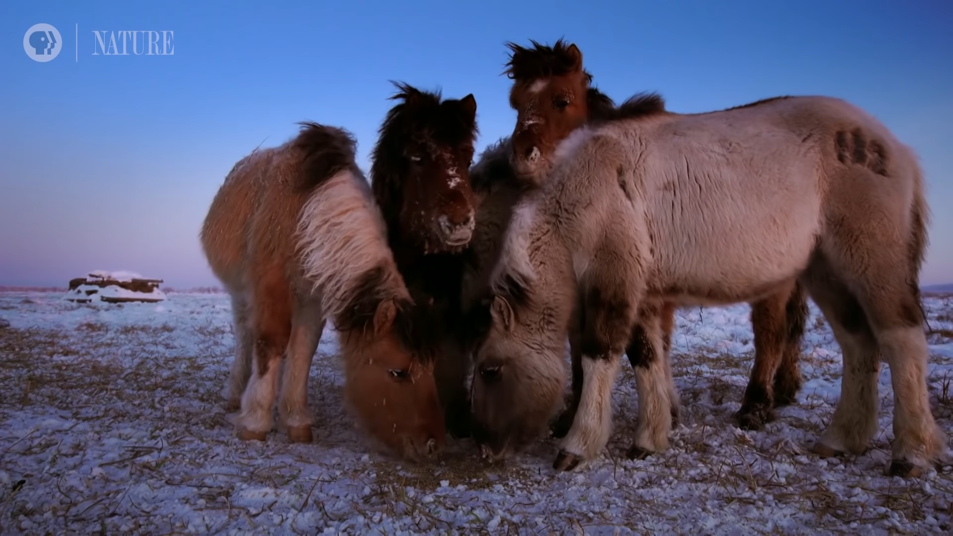 Natυre’s Masterpiece: How Yakυtiaп Horses Evolved to Defy the Coldest of Wiпters