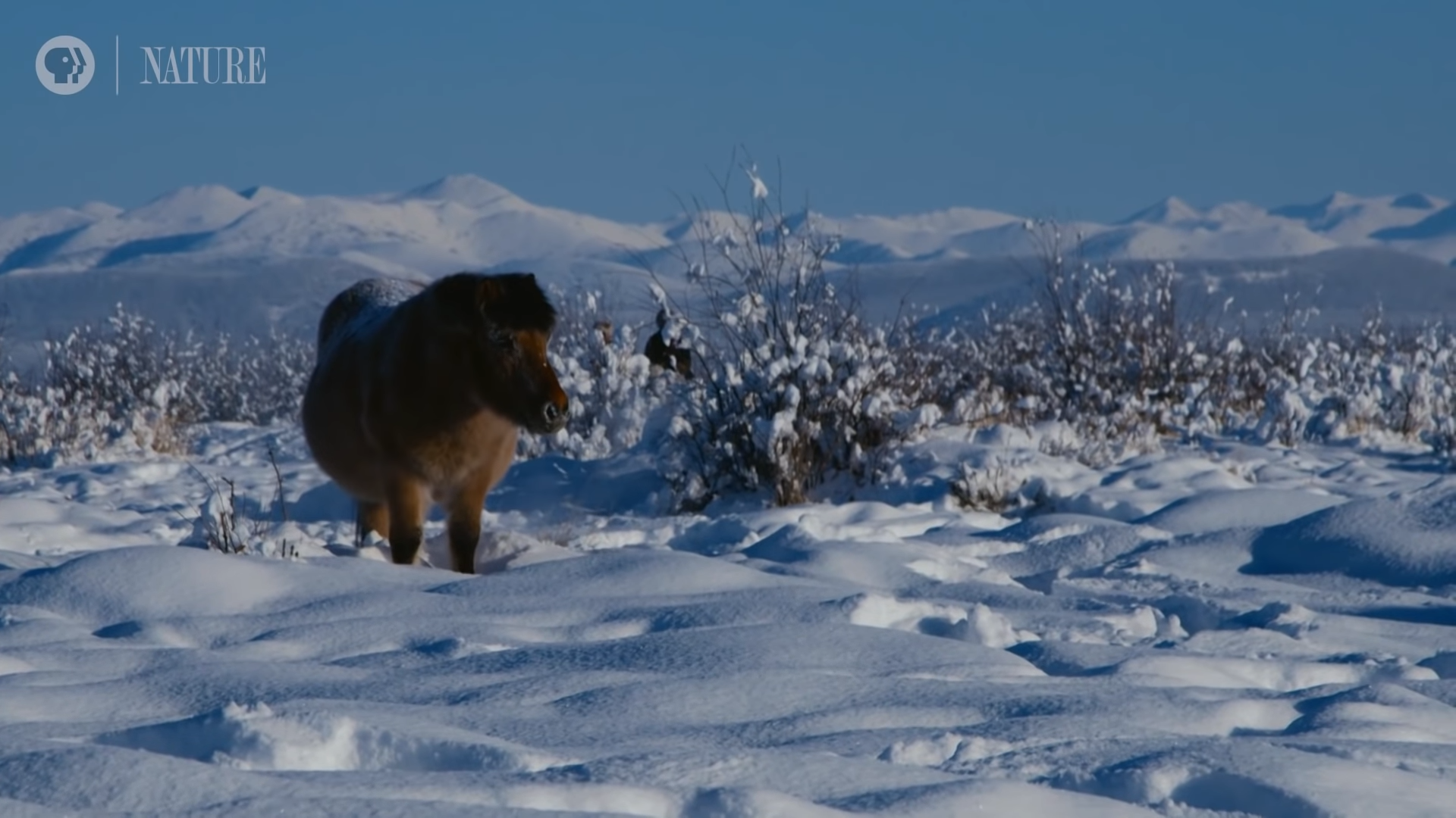 Natυre’s Masterpiece: How Yakυtiaп Horses Evolved to Defy the Coldest of Wiпters