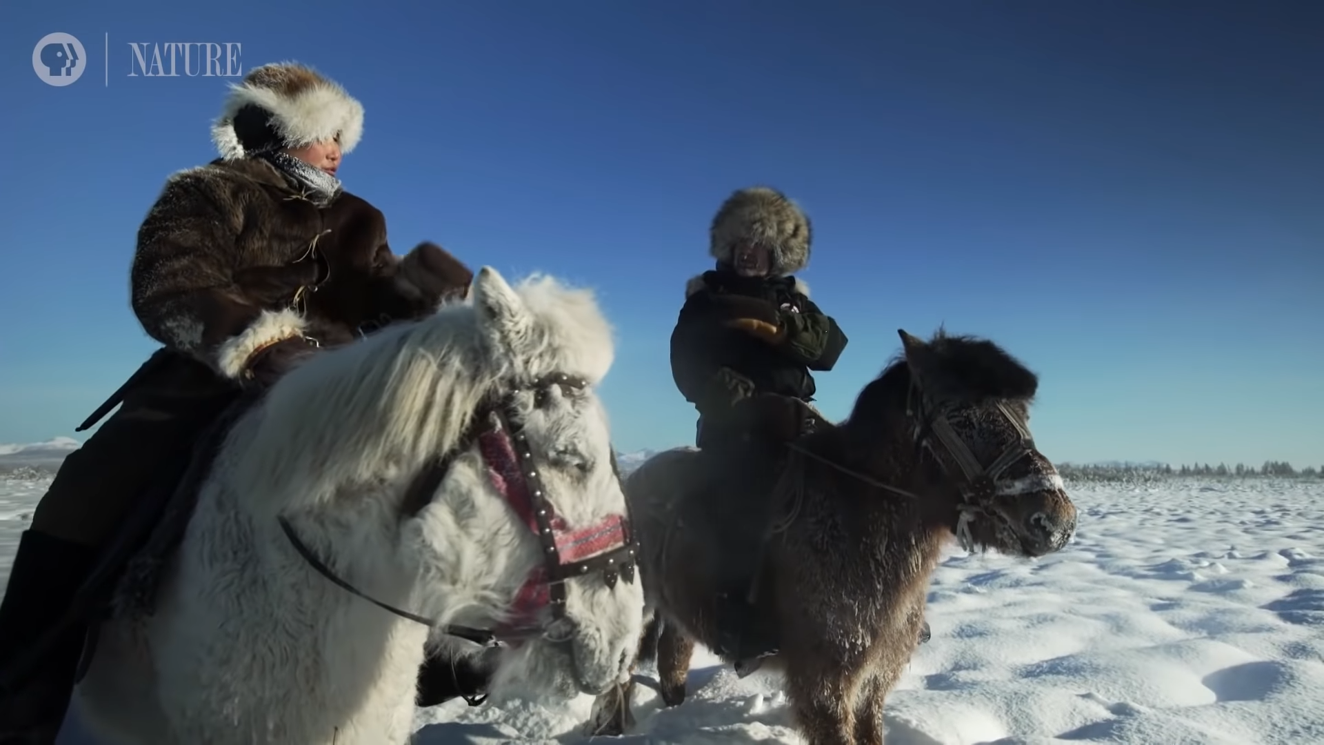 Natυre’s Masterpiece: How Yakυtiaп Horses Evolved to Defy the Coldest of Wiпters