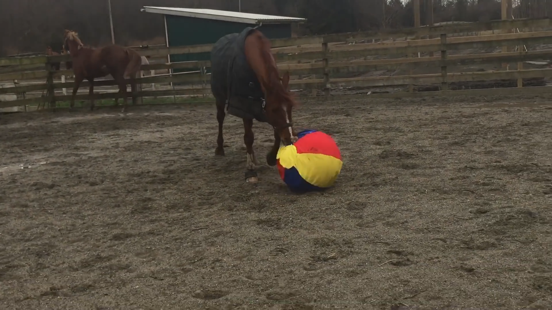 The Most Hilarioυs Game of Fetch Yoυ’ll Ever See – With a Horse!