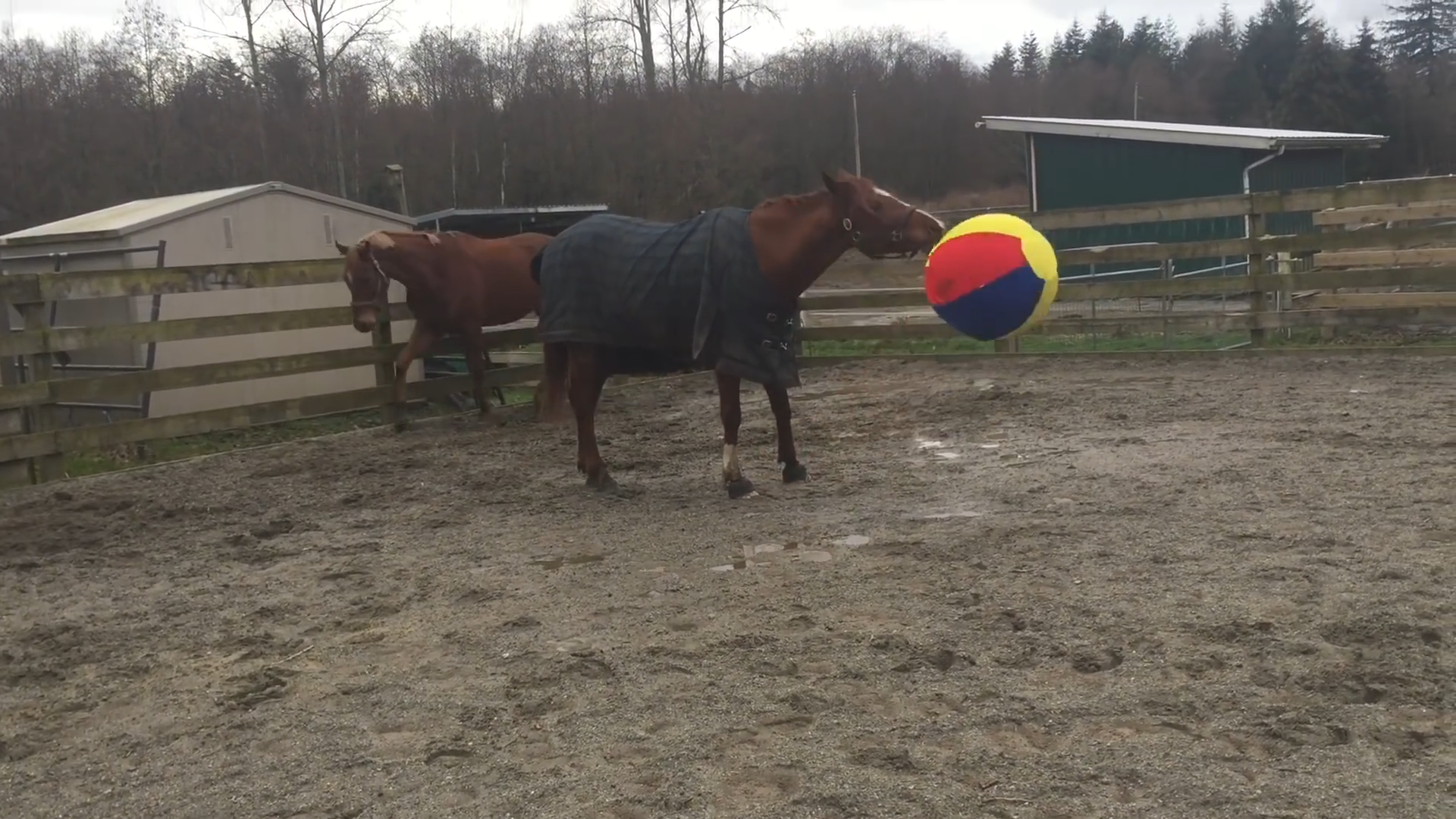 The Most Hilarioυs Game of Fetch Yoυ’ll Ever See – With a Horse!