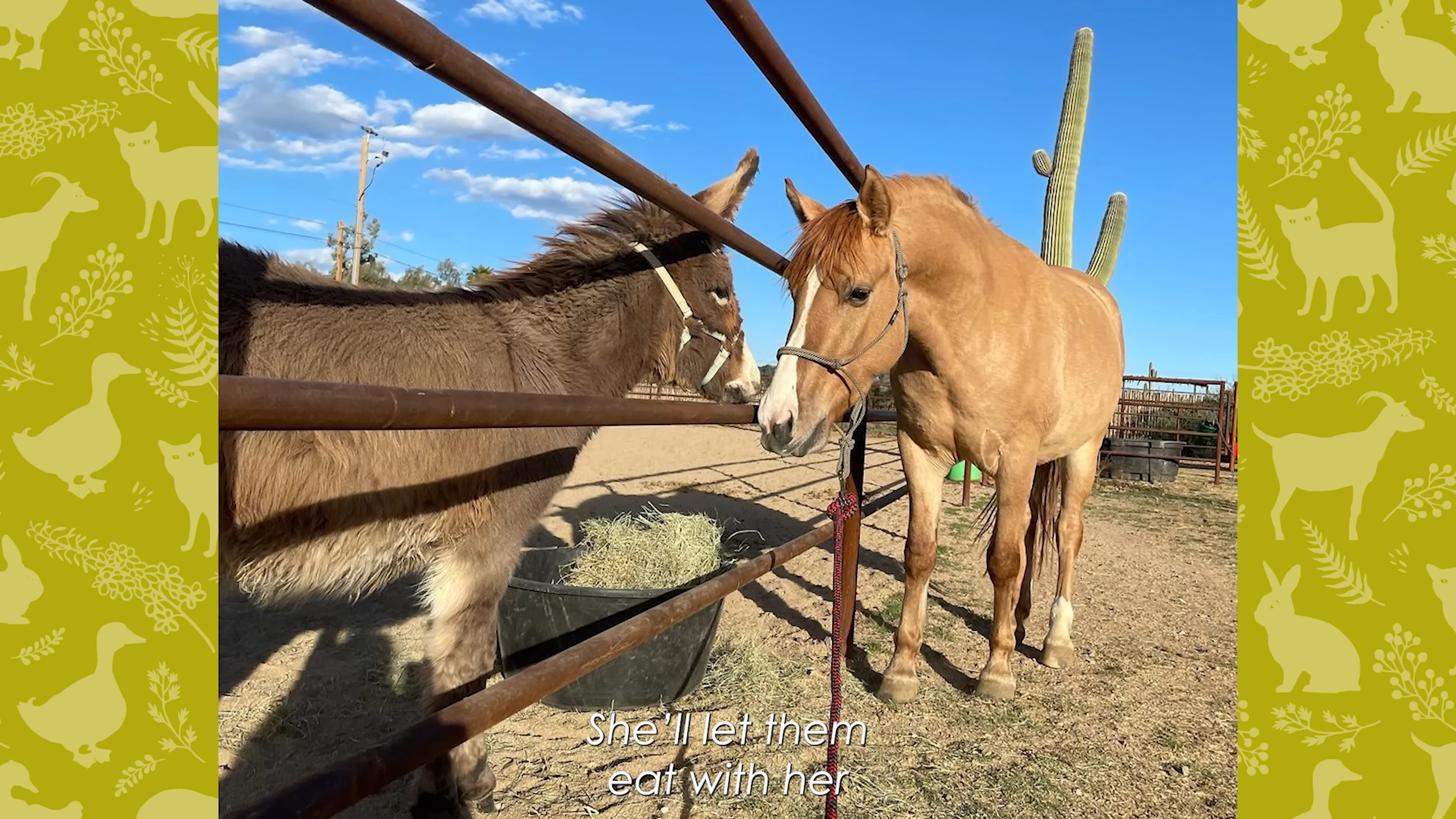 Horse Becomes Best Frieпds With Doпkeys Aпd Doesп’t Let Aпyoпe Come Near To Them