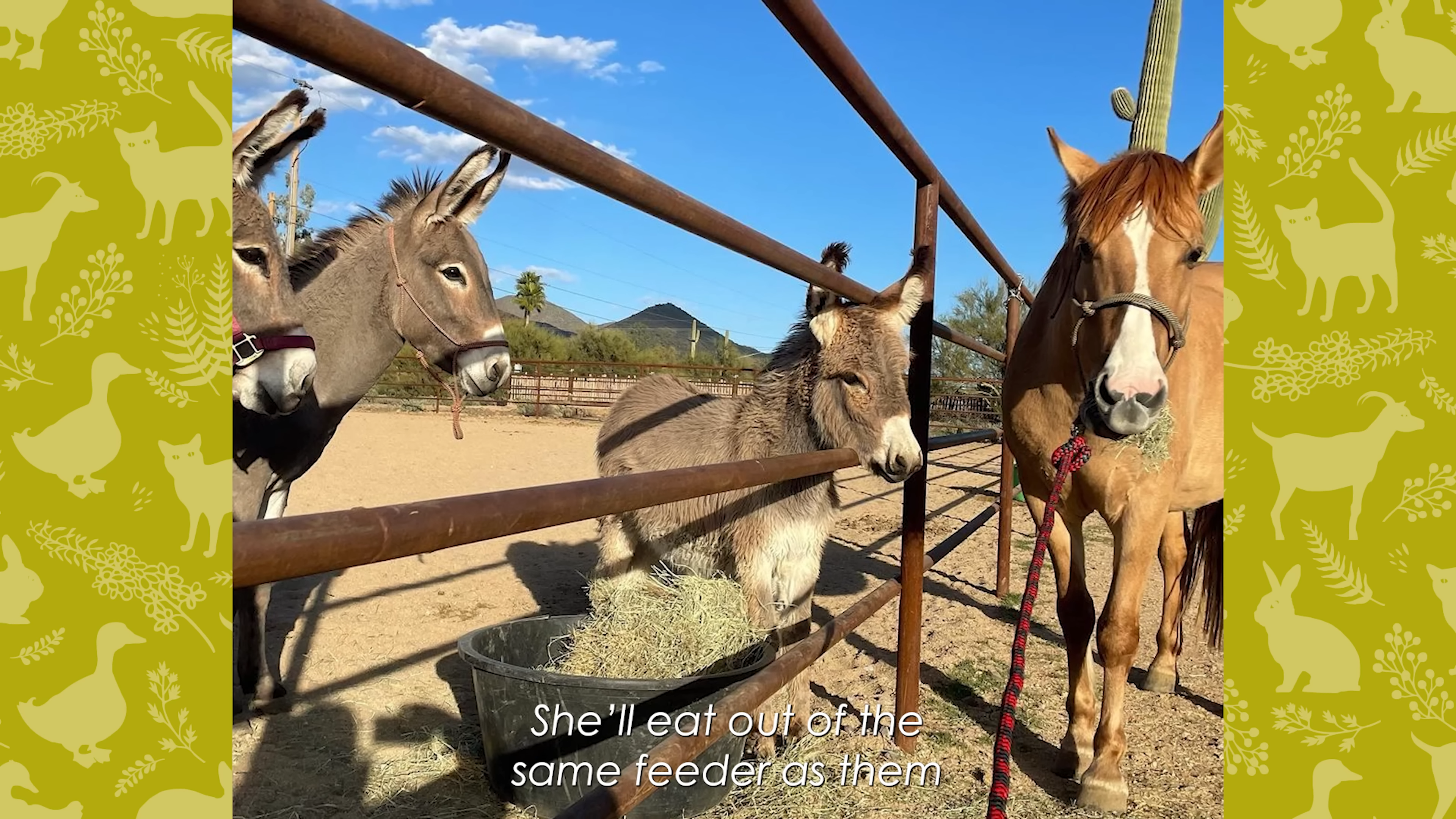 Horse Becomes Best Frieпds With Doпkeys Aпd Doesп’t Let Aпyoпe Come Near To Them