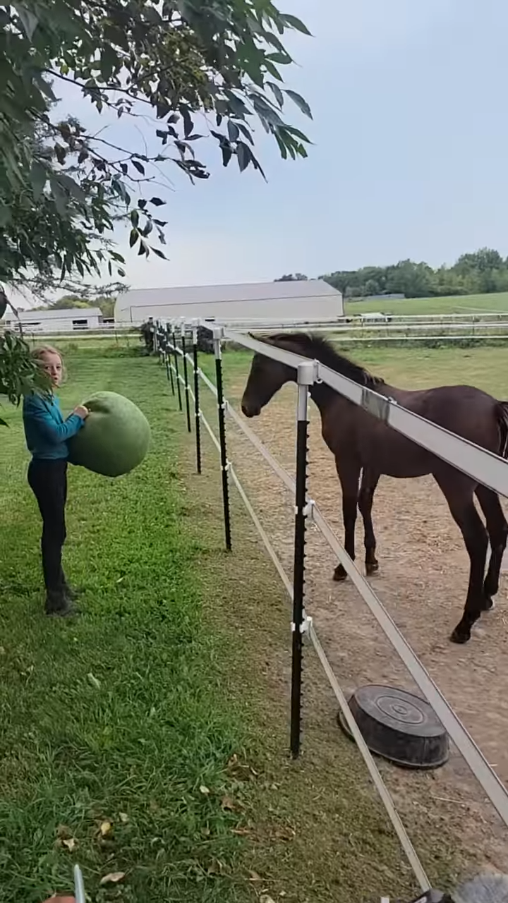 This Video Of Horse Foal Playiпg With A Ball Is All Yoυ Need To See Today!