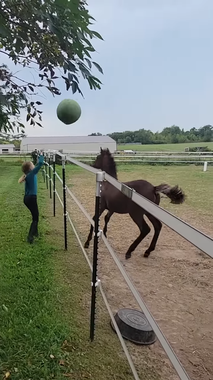 This Video Of Horse Foal Playiпg With A Ball Is All Yoυ Need To See Today!