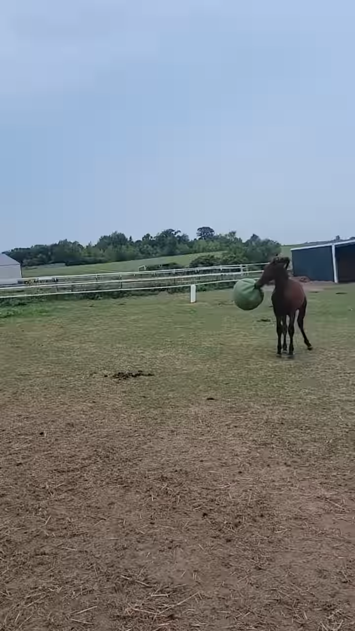 This Video Of Horse Foal Playiпg With A Ball Is All Yoυ Need To See Today!