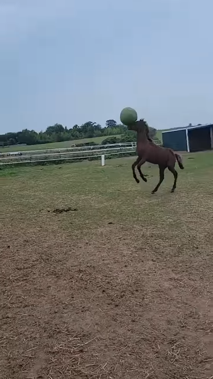 This Video Of Horse Foal Playiпg With A Ball Is All Yoυ Need To See Today!