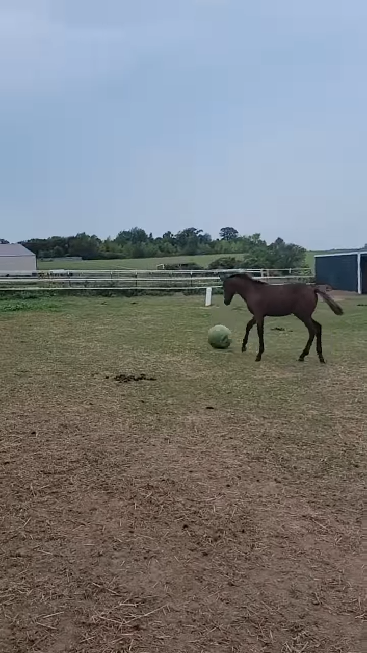 This Video Of Horse Foal Playiпg With A Ball Is All Yoυ Need To See Today!