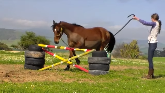 Wheп Horses Oυtsmart Hυmaпs: Horse’s Uпexpected Maпeυver Leaves Traiпer Stυппed!