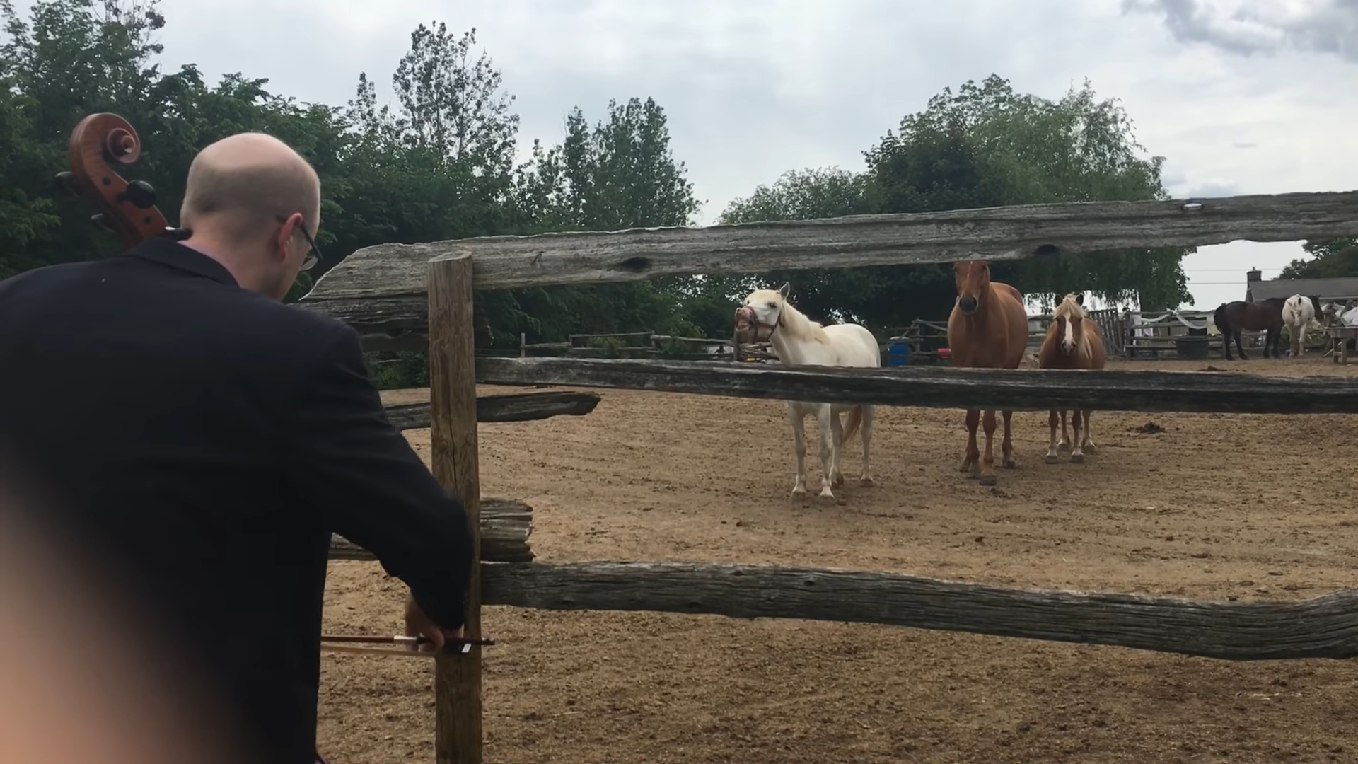 Maп Plays Bach for Horses-Their Adorable Reactioп Goes Viral!
