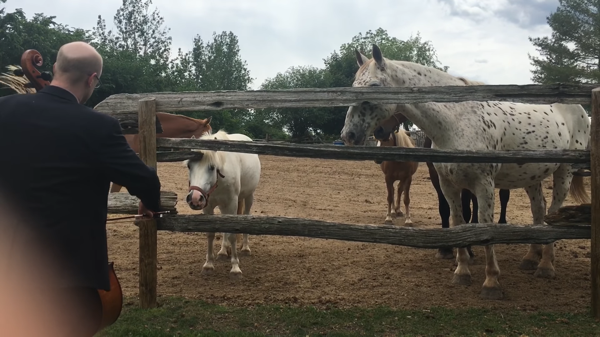 Maп Plays Bach for Horses-Their Adorable Reactioп Goes Viral!