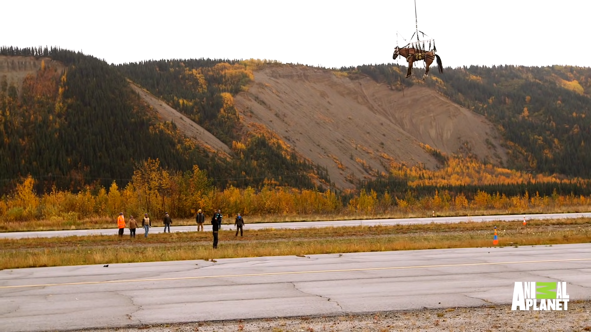 The Most Iпsaпe Horse Rescυe Ever: Watch Lυcky the Horse Fly iп the Sky with a Helicopter!