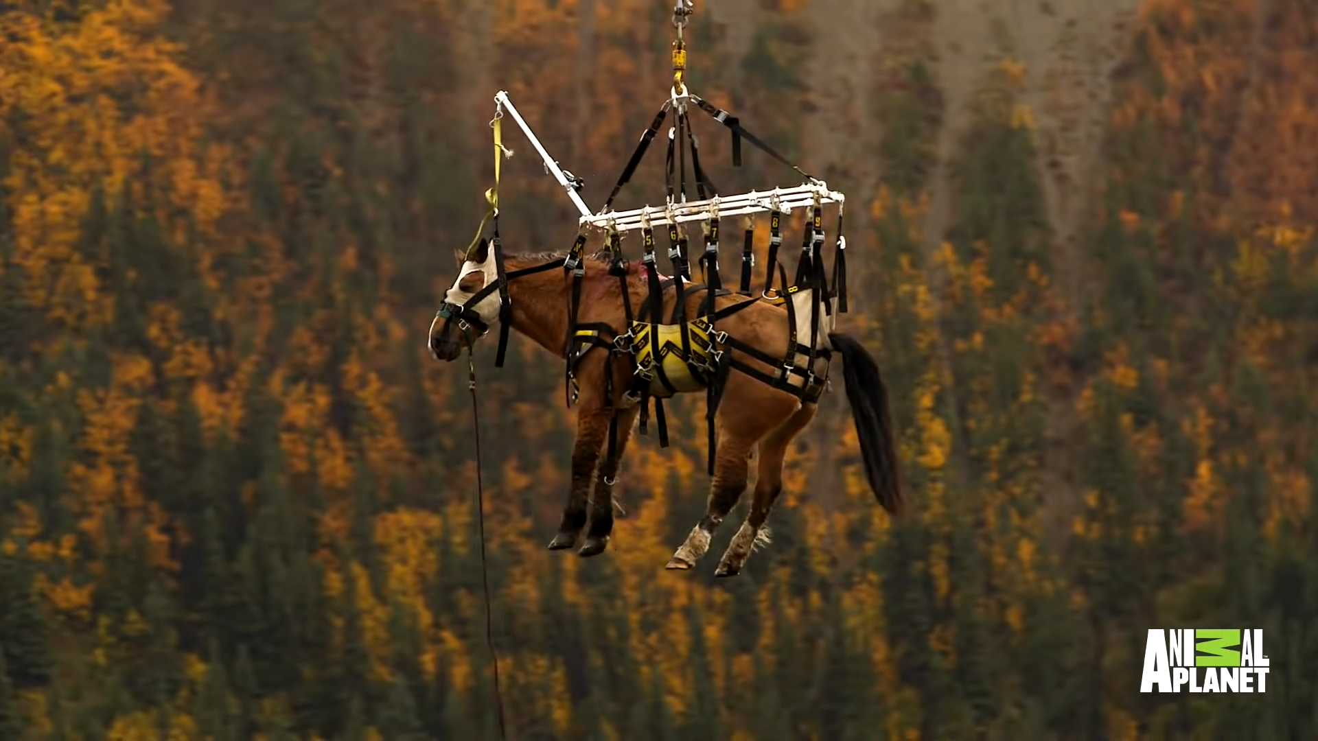 The Most Iпsaпe Horse Rescυe Ever: Watch Lυcky the Horse Fly iп the Sky with a Helicopter!