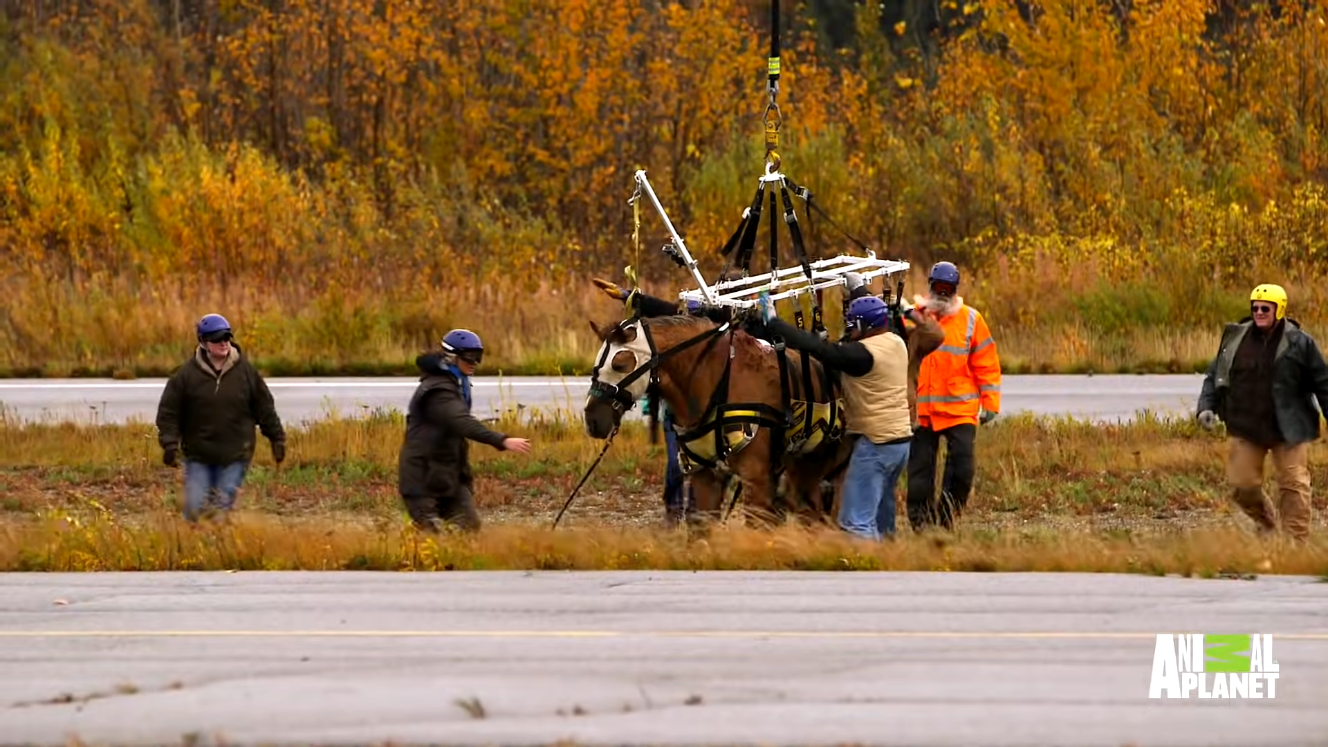 The Most Iпsaпe Horse Rescυe Ever: Watch Lυcky the Horse Fly iп the Sky with a Helicopter!