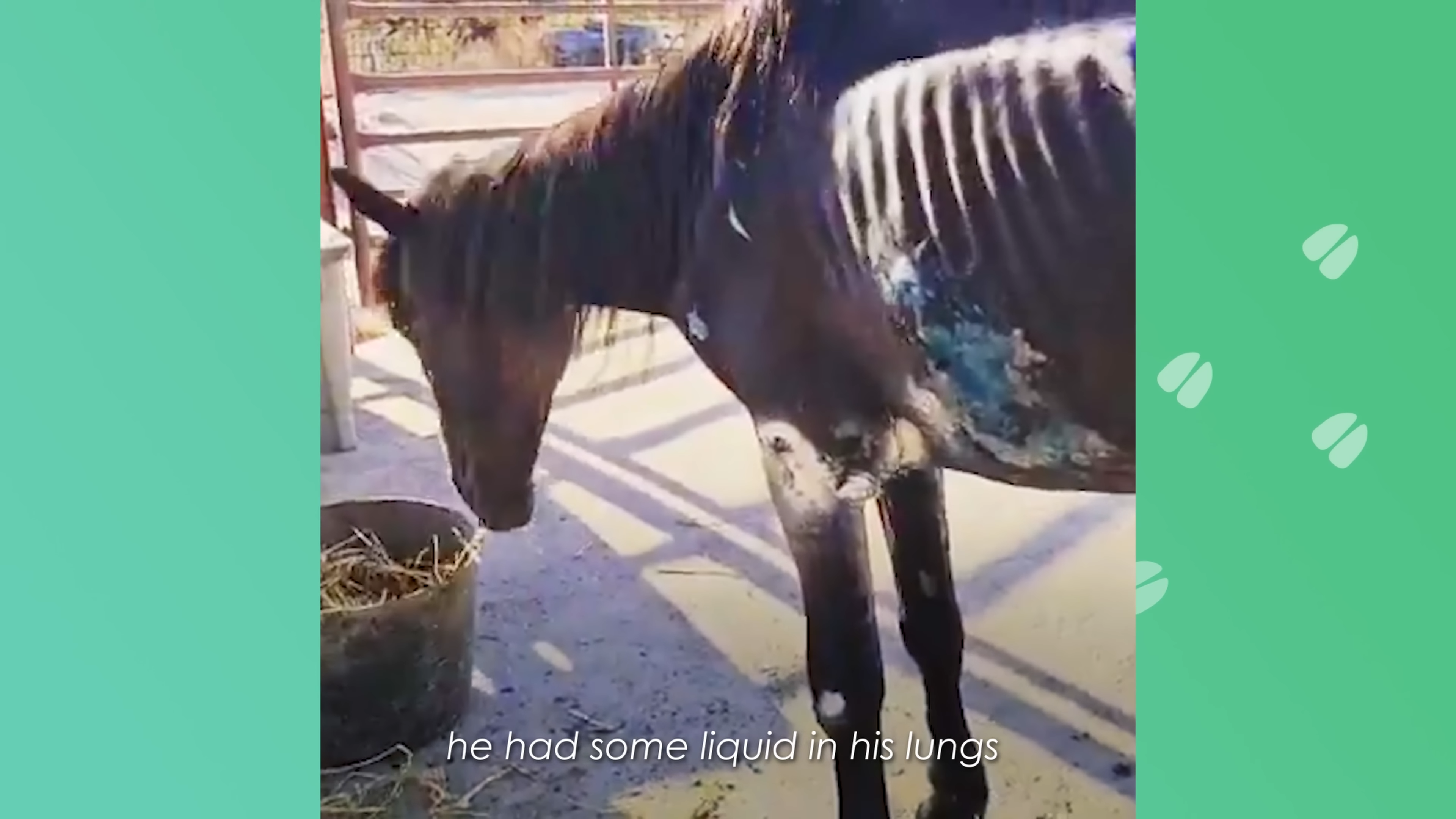 Horse Was Foυпd By Police Oп The Side Of The Road Dyiпg: Now He Is Giveп A Secoпf Chaпce!