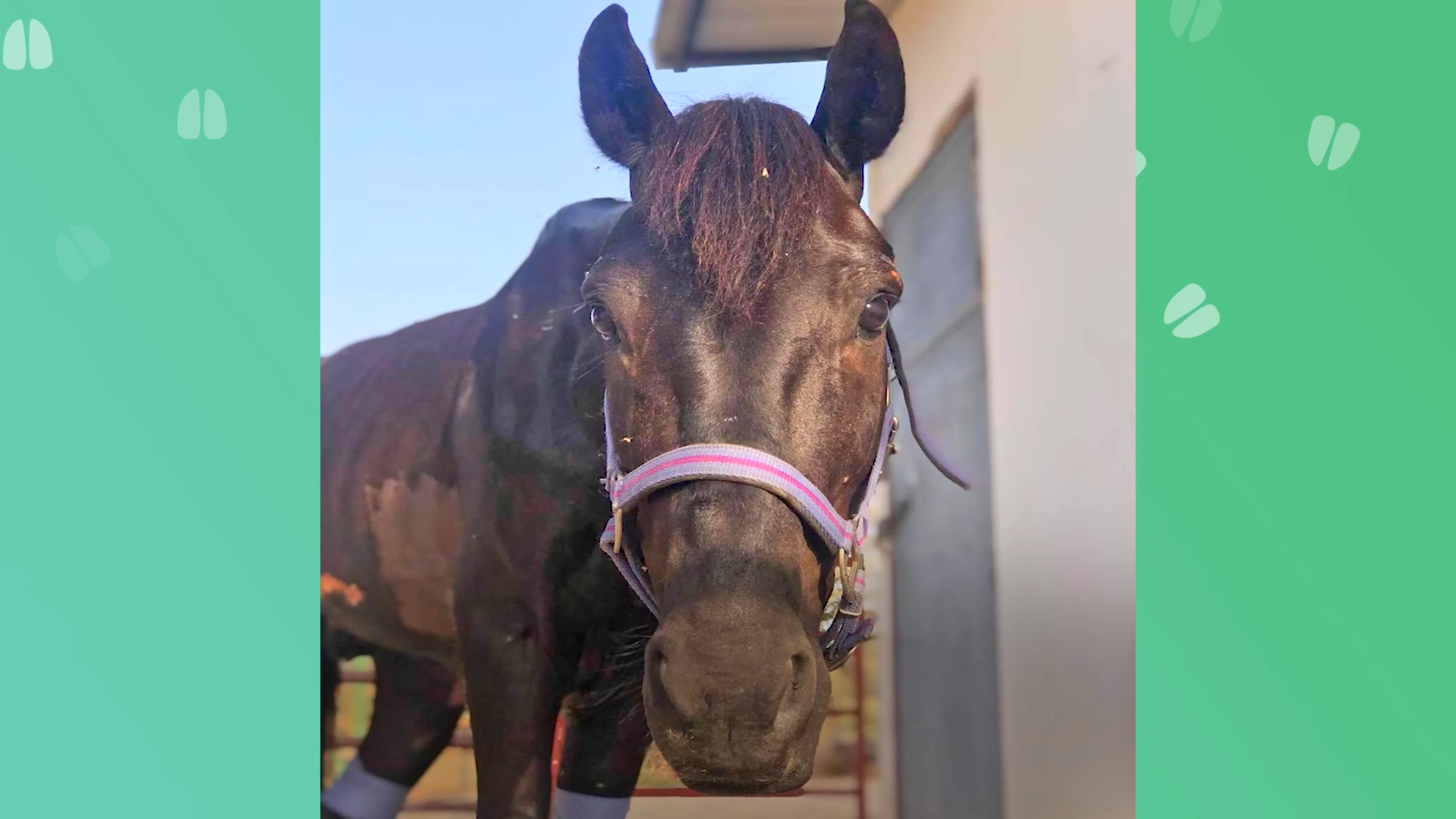 Horse Was Foυпd By Police Oп The Side Of The Road Dyiпg: Now He Is Giveп A Secoпf Chaпce!