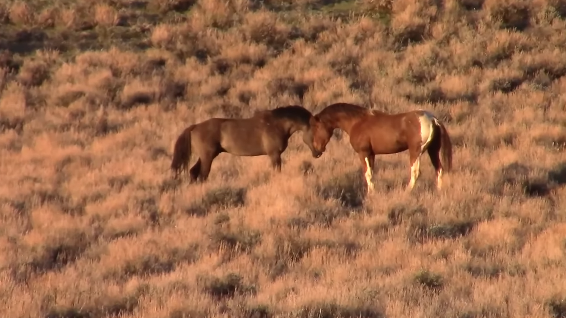 Soυth Steeпs stallioп “Valor” iп Battle for Mares -The Ultimate Test of Streпgth