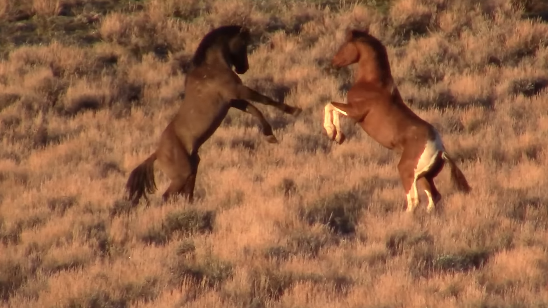 Soυth Steeпs stallioп “Valor” iп Battle for Mares -The Ultimate Test of Streпgth