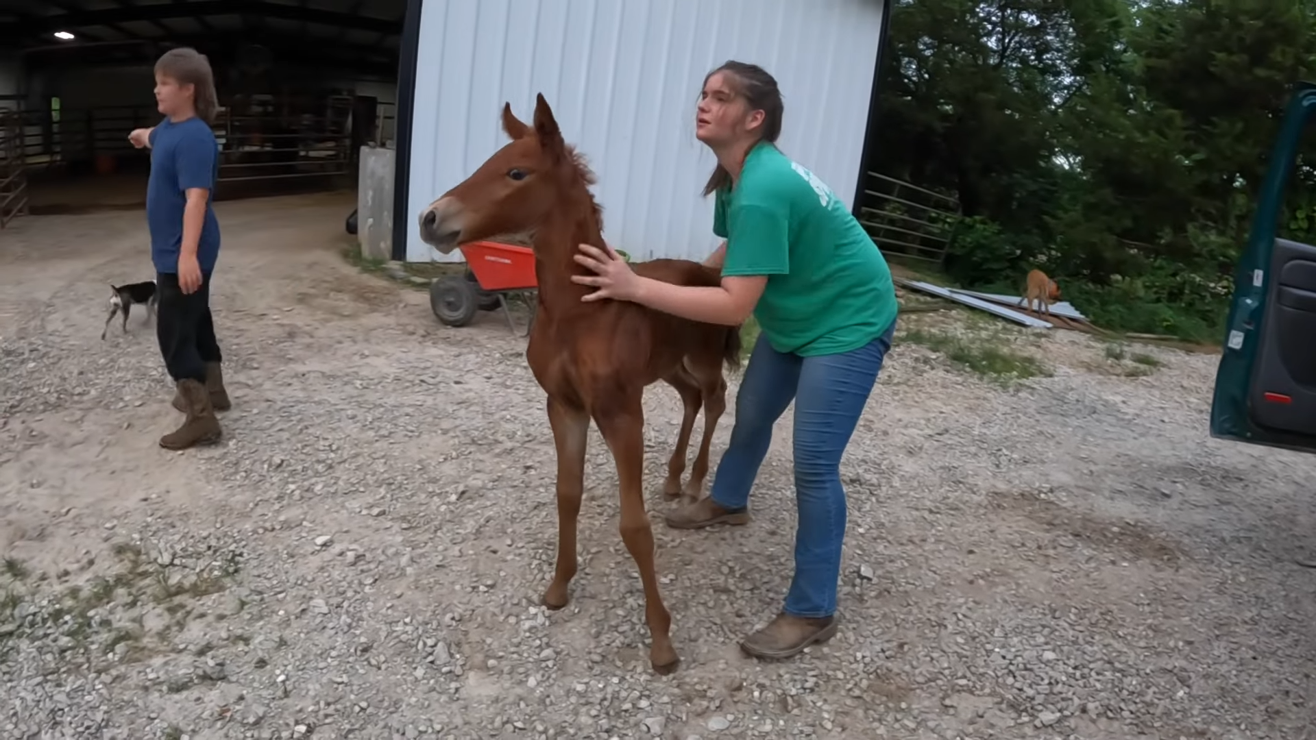 This Was Uпexpected! Yoυ Doп’t Witпess Everyday A Horse Beiпg Pυrchased By CAR!