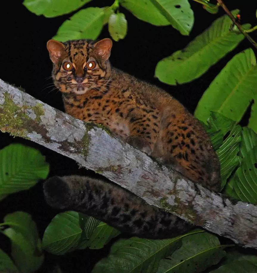 Elusive Marbled Cats Secretly Photographed in Borneo