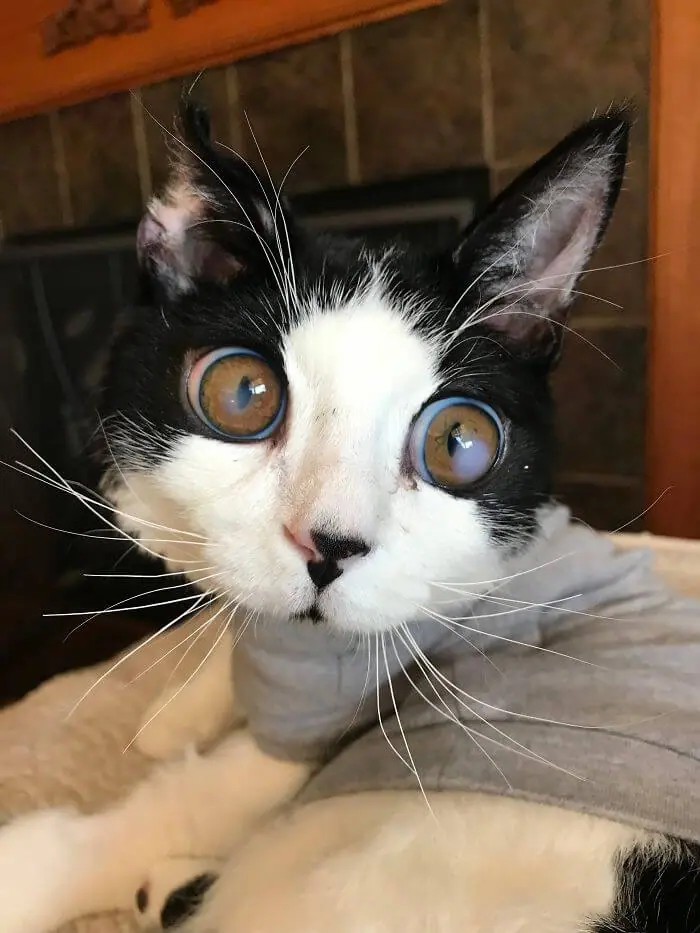 Woman Found Kitten Huge ‘Glass’ Eyes On Her Porch And Discovered How Special He Is