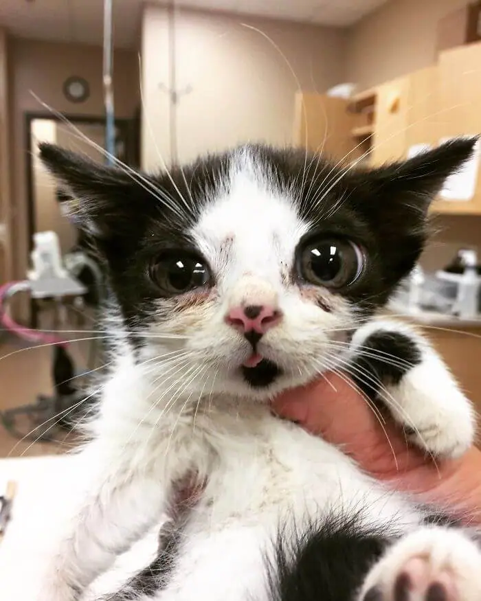 Woman Found Kitten Huge ‘Glass’ Eyes On Her Porch And Discovered How Special He Is