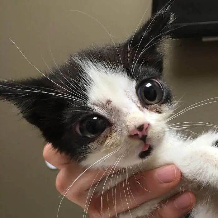 Woman Found Kitten Huge ‘Glass’ Eyes On Her Porch And Discovered How Special He Is