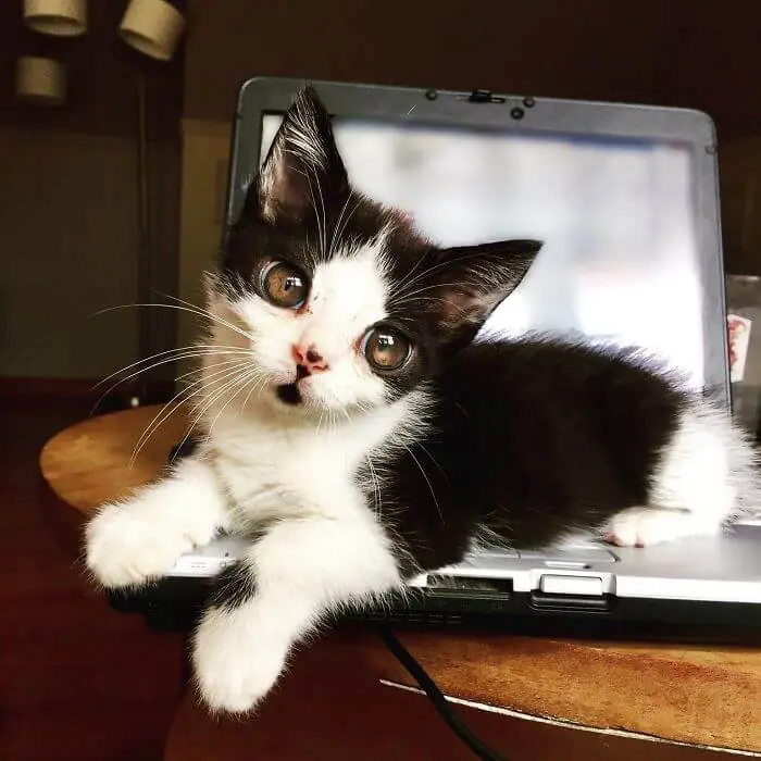 Woman Found Kitten Huge ‘Glass’ Eyes On Her Porch And Discovered How Special He Is