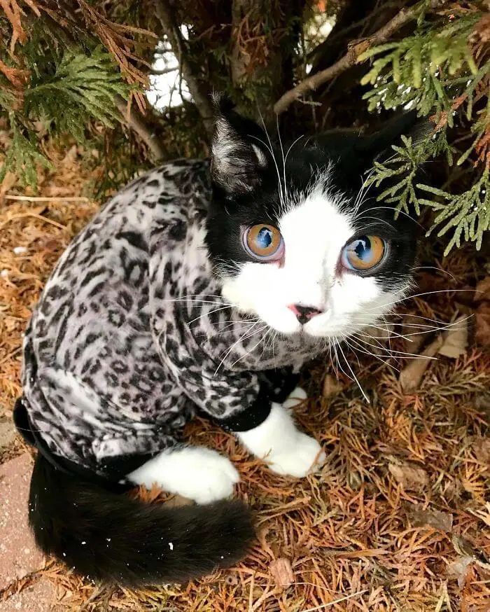 Woman Found Kitten Huge ‘Glass’ Eyes On Her Porch And Discovered How Special He Is