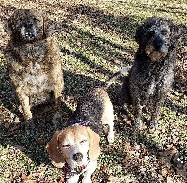 Woman turns her home into hospice for old shelter dogs so they don’t d.ie alone