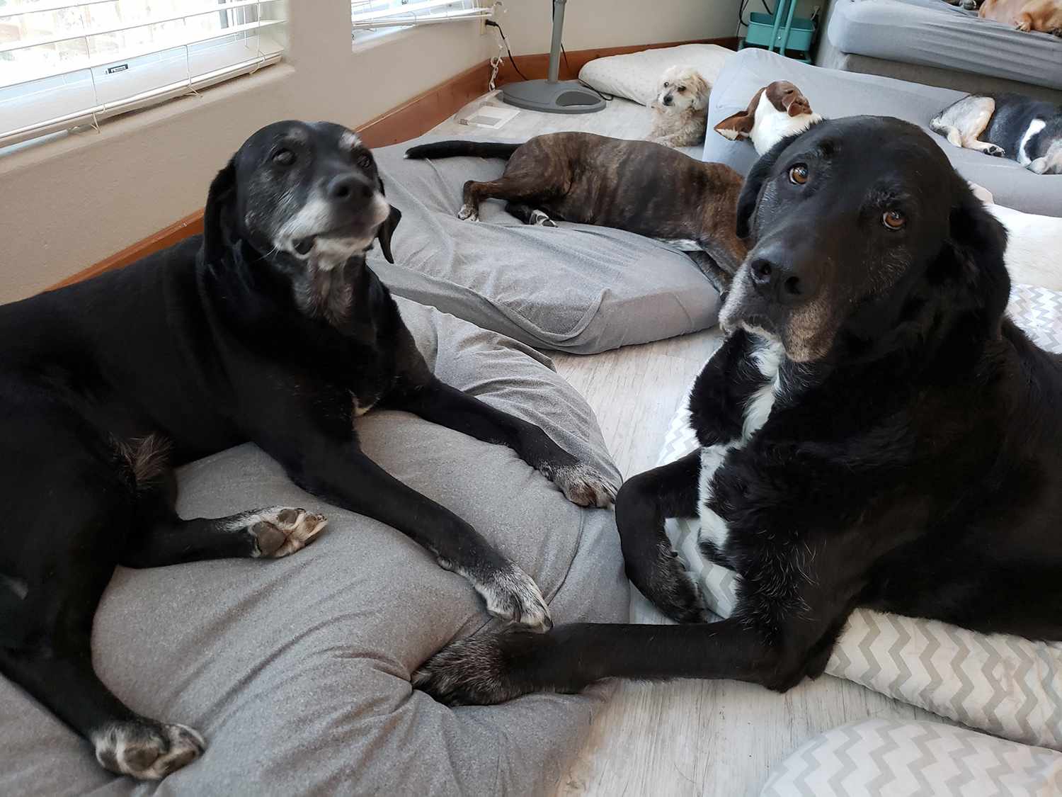 Woman turns her home into hospice for old shelter dogs so they don’t d.ie alone