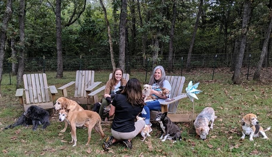 Woman turns her home into hospice for old shelter dogs so they don’t d.ie alone