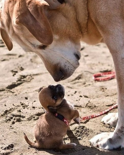 Woman turns her home into hospice for old shelter dogs so they don’t d.ie alone