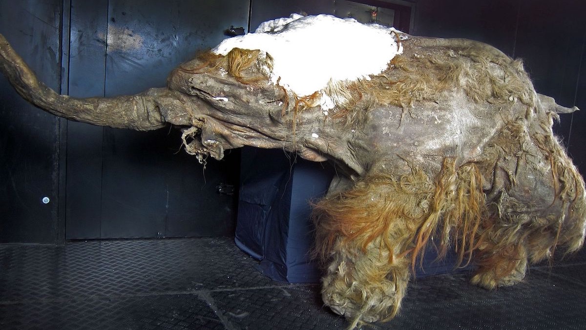 28,000-Year-Old Woolly Mammoth Cells Brought Back To Life By Scientists