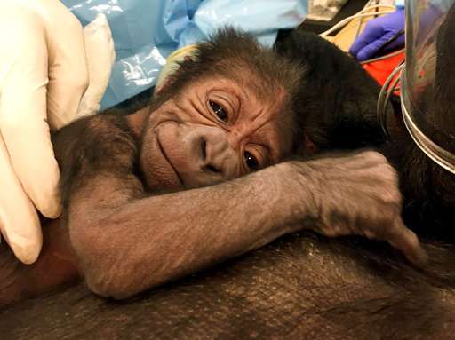 Zookeeper steps in to care for sick baby gorilla rejected by mother