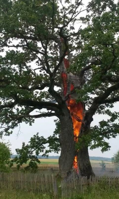 Forged by Lightning: The Tree Trunk Metamorphosis into a Fiery Furnace of Molten Lava - Nature and Life