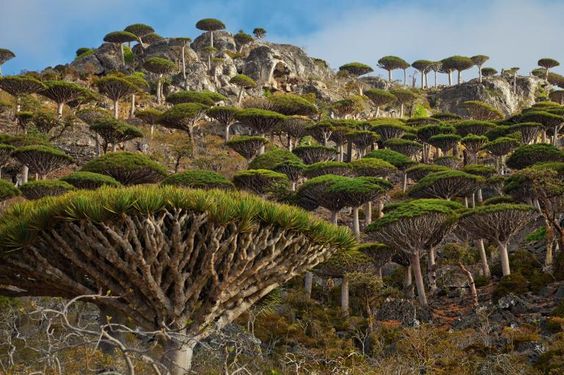 Preserving the Majestic Socotra Dragon Tree: An Iconic Desert Species in Dire Need of Protection - bumkeo