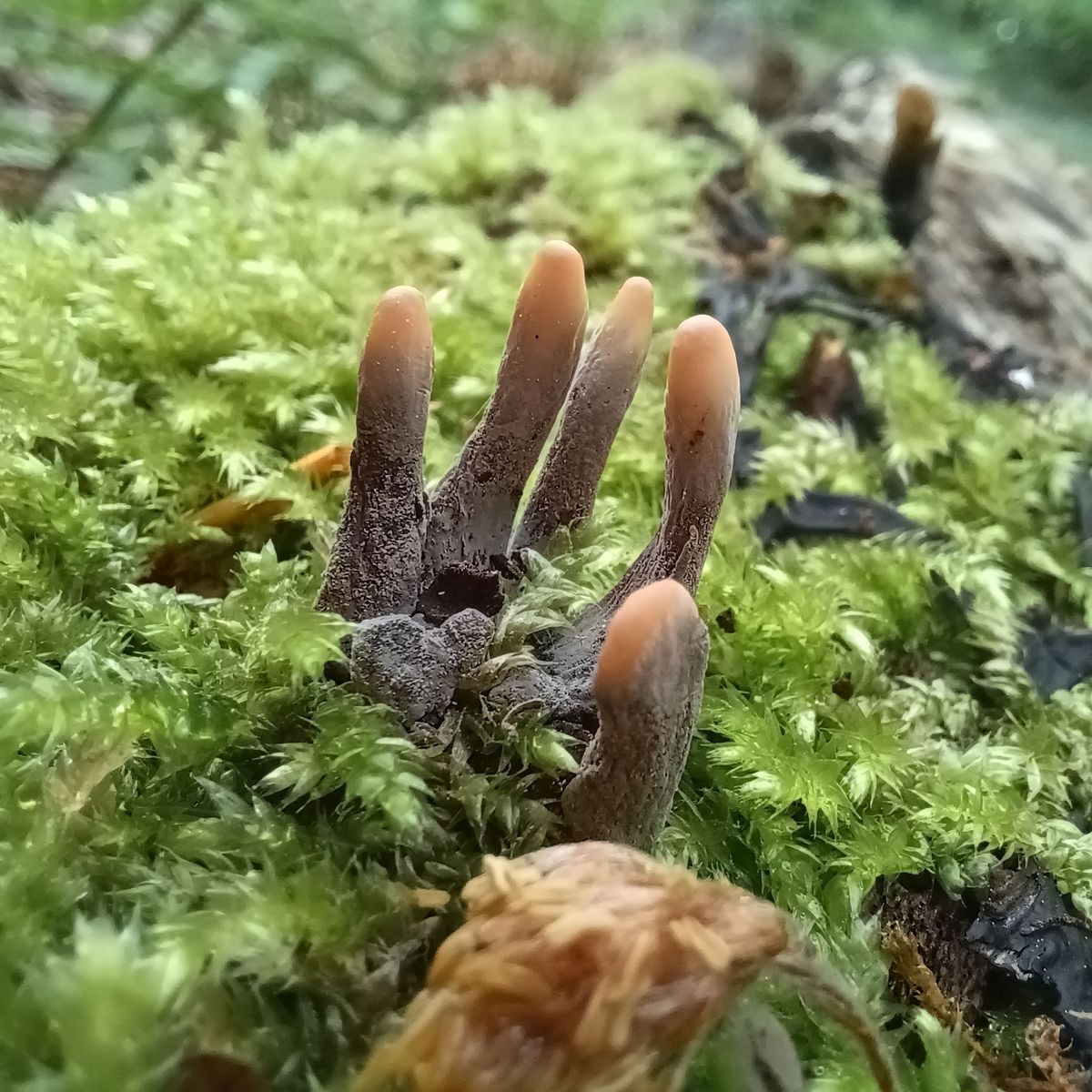 This Creepy-Looking Fungus Known as "Dead Man's Fingers"