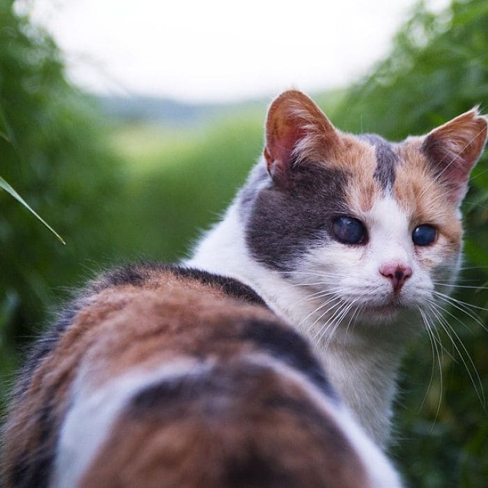 Meet Stevie The Rescued Blind Cat That Enjoys Hiking