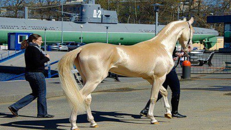 Akhal Tekes: The Majestic Horses with Radiant Coats Unlike Any Other (Video)