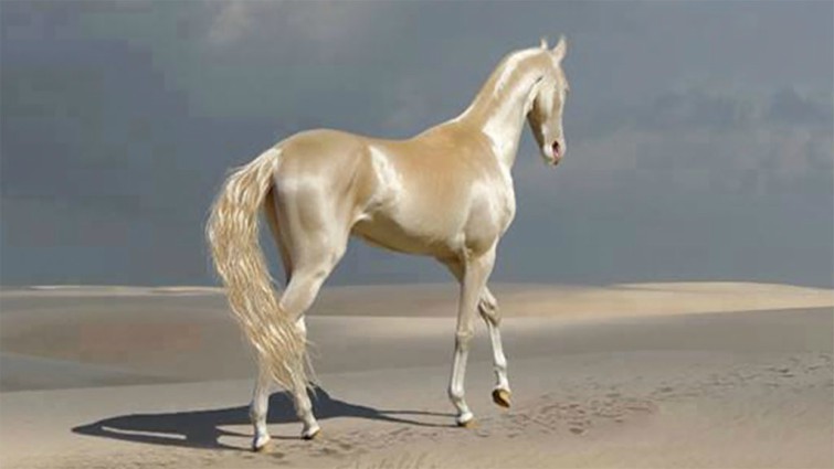 Akhal Tekes: The Majestic Horses with Radiant Coats Unlike Any Other (Video)