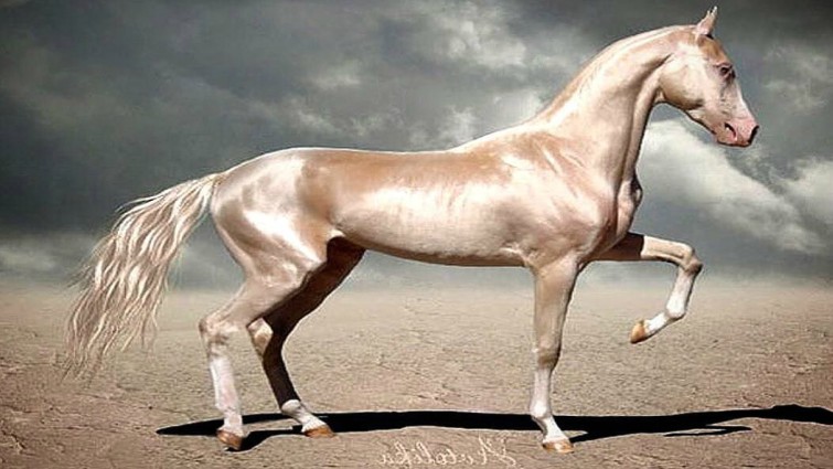 Akhal Tekes: The Majestic Horses with Radiant Coats Unlike Any Other (Video)