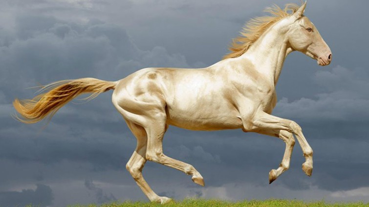 Akhal Tekes: The Majestic Horses with Radiant Coats Unlike Any Other (Video)