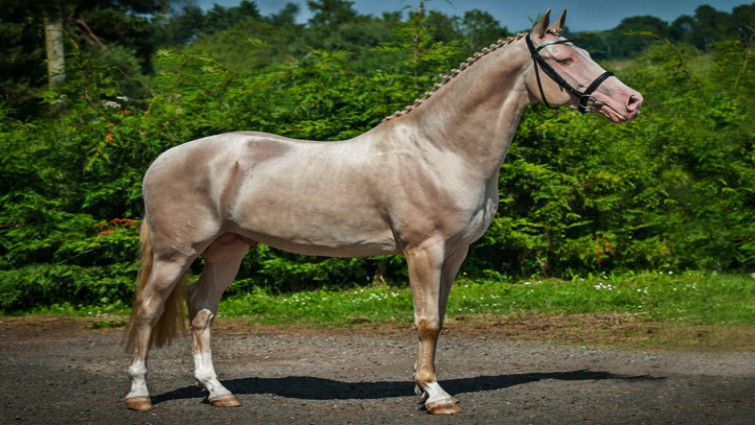 Akhal Tekes: The Majestic Horses with Radiant Coats Unlike Any Other (Video)