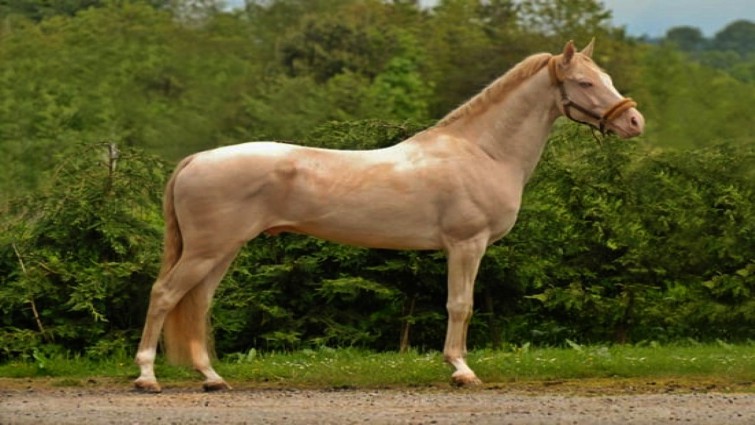 Akhal Tekes: The Majestic Horses with Radiant Coats Unlike Any Other (Video)