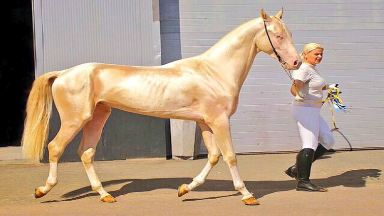 Akhal Tekes: The Majestic Horses with Radiant Coats Unlike Any Other (Video)