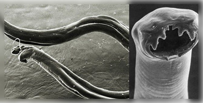 An ancient species of roundworm was awakened by scientists after 46,000 years of hibernation in fossil squirrel caves from the late Pleistocene. - Pet Care Blog